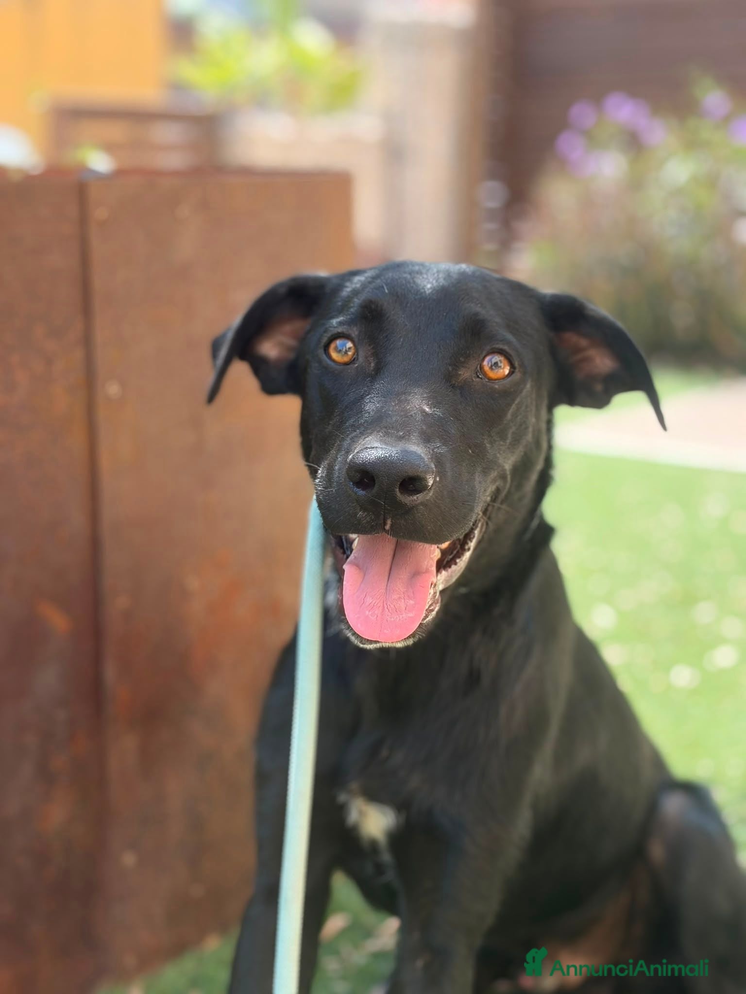 Meticcio cani Thor 10mesi mix Labrador nessuno lo nota.SIRACUSA - Annuncio 21