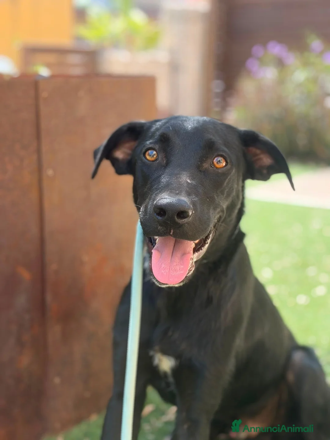 Meticcio cani in regalo: Thor 10mesi mix Labrador nessuno lo nota.SIRACUSA - Annuncio 1