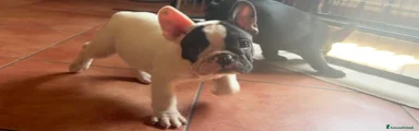 Bulldog Francese 2