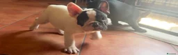 Bulldog Francese cani in vendita: Bulldog francese cuccioli  - Annuncio 3