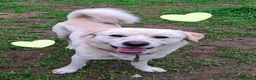 Meticcio cani in regalo: WATSON 💙 coccole, giochi e voglia di vivere a Provincia di Verona - Annuncio 3