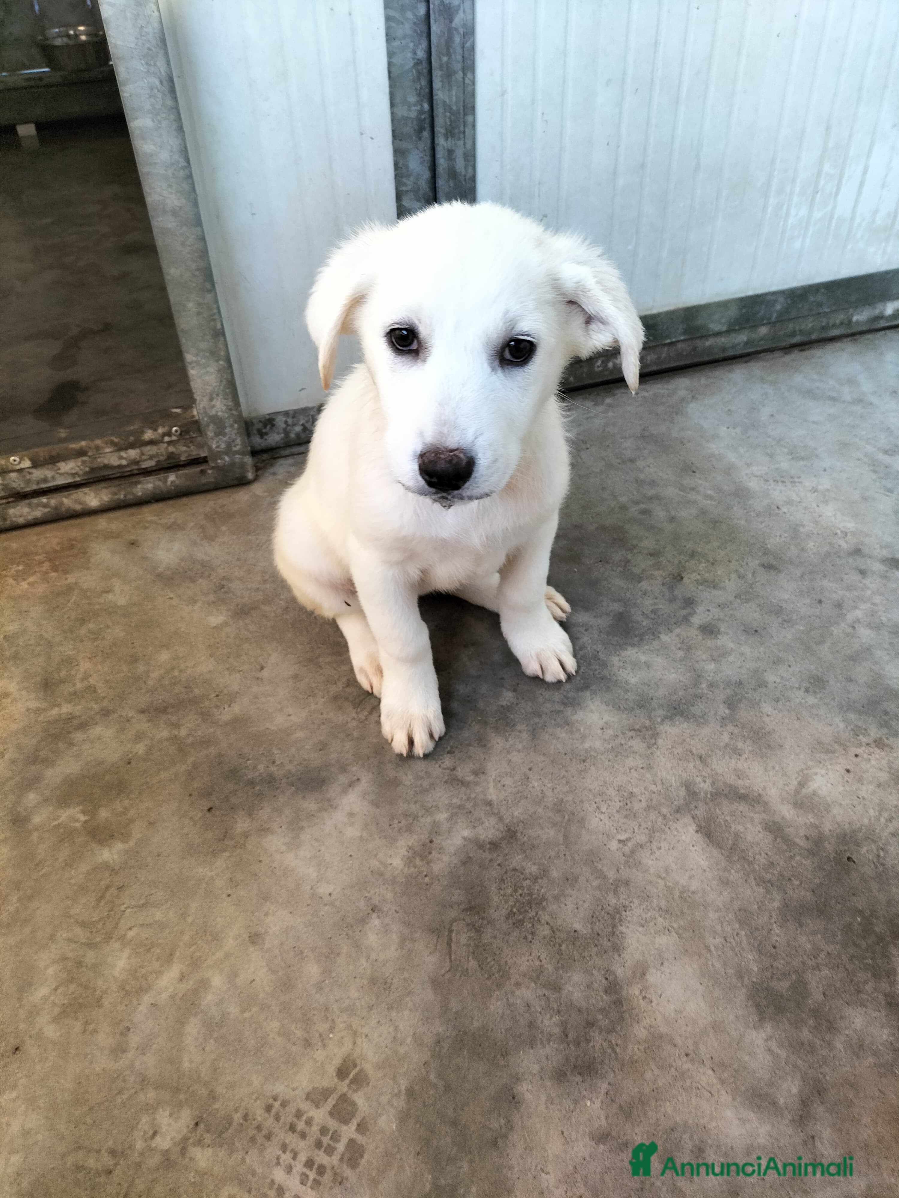 Meticcio cani Lady splendida cucciola taglia medio grande  - Annuncio 24