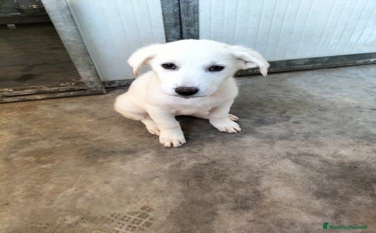 Meticcio cani Lady splendida cucciola taglia medio grande  - Annuncio 16