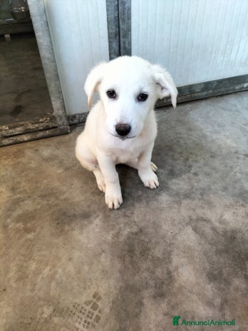 Meticcio cani Lady splendida cucciola taglia medio grande - Annuncio 12