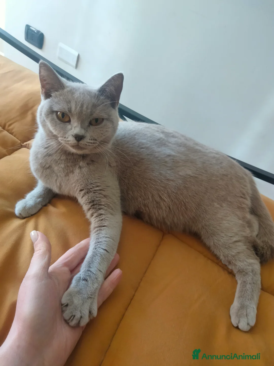 British gatti in vendita: Vendita cuccioli british  - Annuncio 1