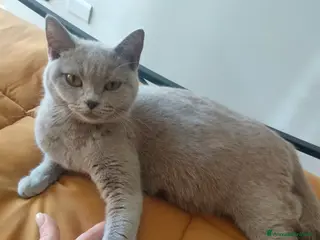 British gatti Vendita cuccioli british - Annuncio 4