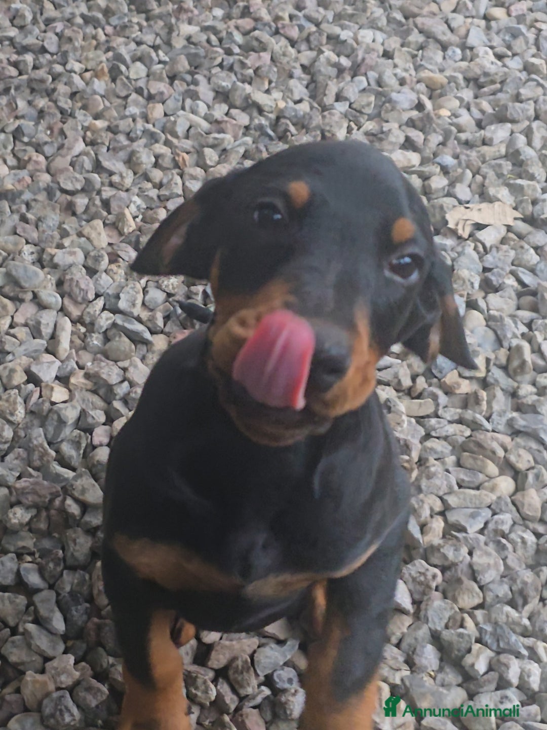 Dobermann cani in vendita: Cucciolo di dobermann - Annuncio 1