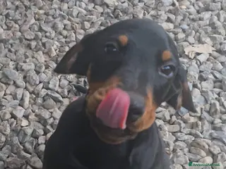 Dobermann cani Cucciolo di dobermann - Annuncio 3