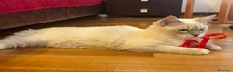 Ragdoll gatti in vendita: Gatto ragdoll - Annuncio 9