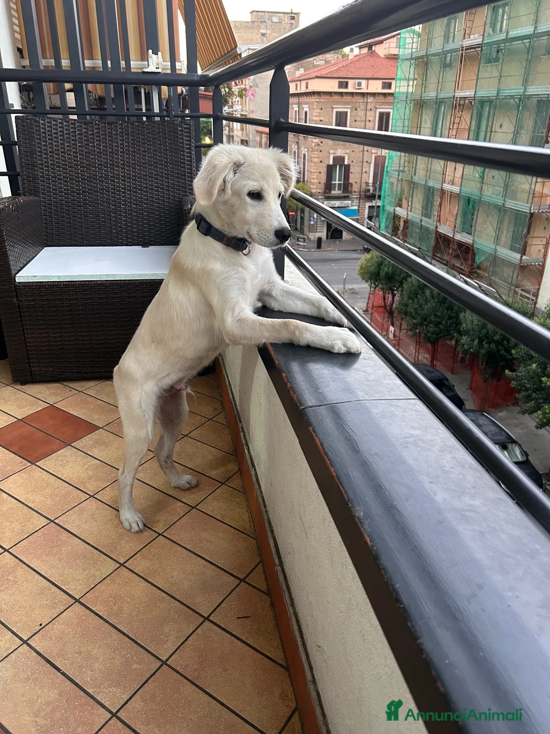 Meticcio cani in regalo: Cucciolo a Provincia di Cosenza - Annuncio 3