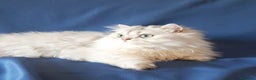 British gatti in vendita: Cucciolo British longhair con pedigree.  - Annuncio 6