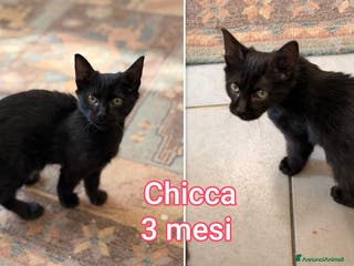Europeo gatti SERVONO ADOZIONI PER SALVARLI - Annuncio 5