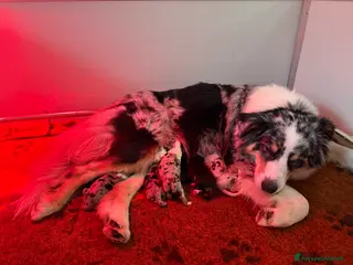 Australian Shepherd cani Vendesi cuccioli di pastore australiano - pedigree - Annuncio 15