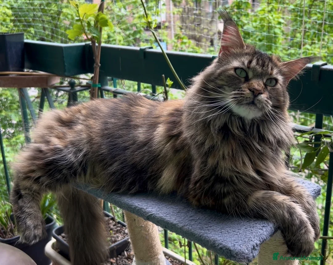 Maine Coon gatti in vendita: Cucciolo di Maine Coon red, genitori testati a Provincia di Reggio Emilia - Annuncio 13