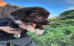 Altre razze cani in regalo: Cuccioli di 3 mesi cercano adozione urgente  a Provincia di Parma - Immagine 17