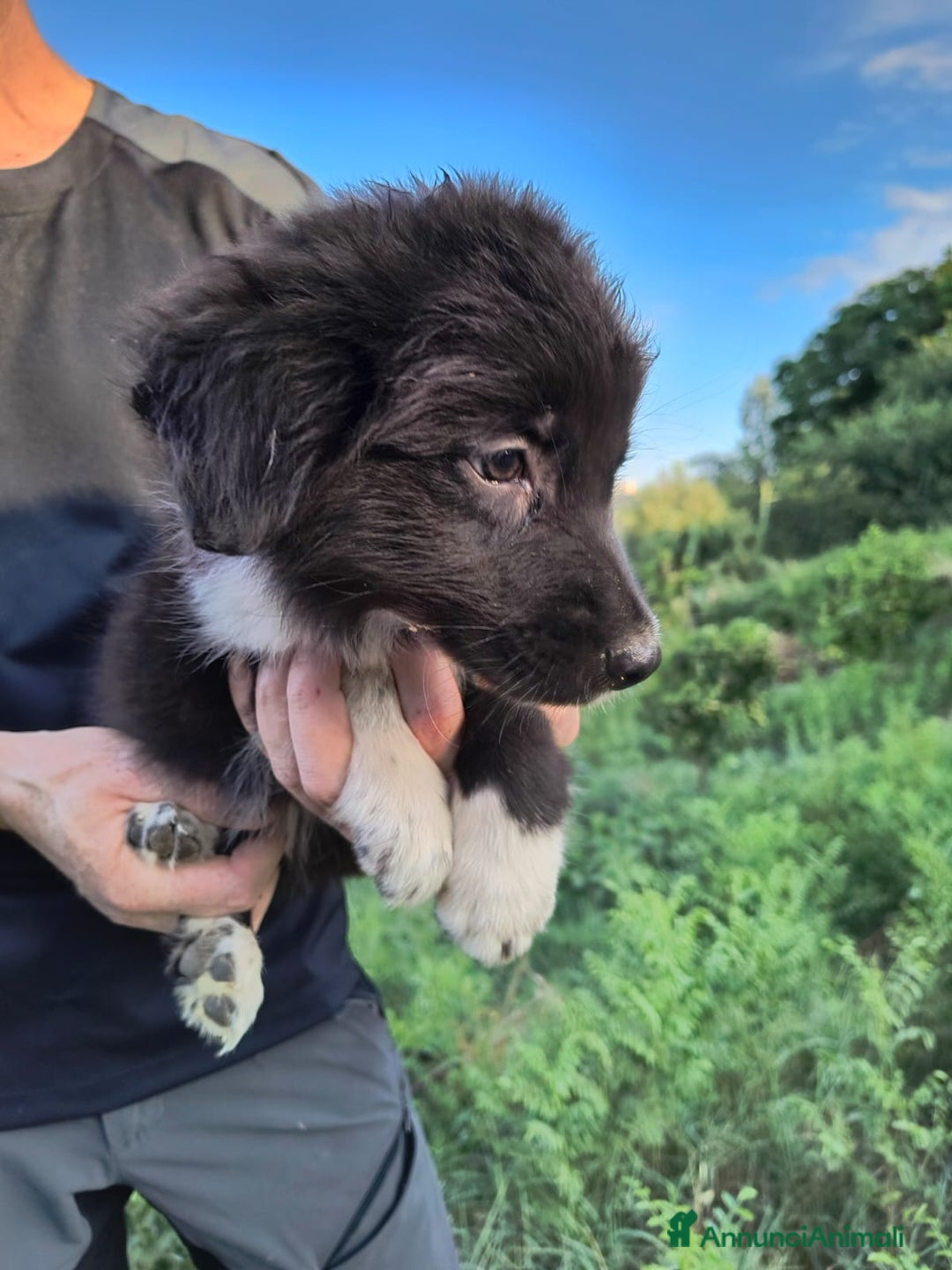 Altre razze cani in regalo: Cuccioli di 3 mesi cercano adozione urgente  a Provincia di Parma - Immagine 17