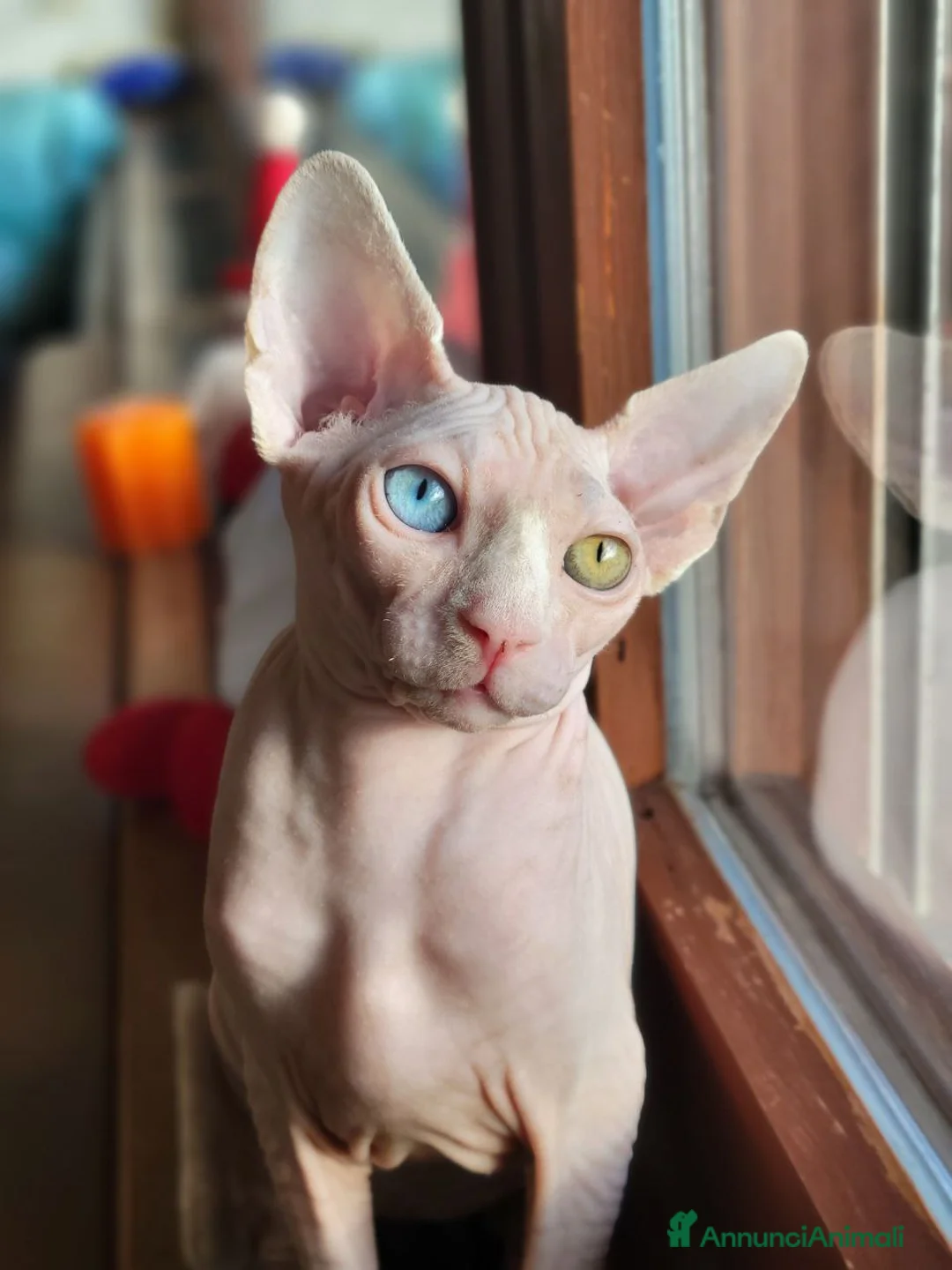 Sphynx gatti per accoppiamento: Gatto canadian Sphynx per accoppiamento  - Annuncio 8