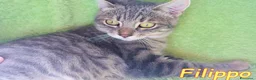Europeo gatti in regalo: FILIPPO IL GATTINO VIAGGIATORE - Annuncio 2