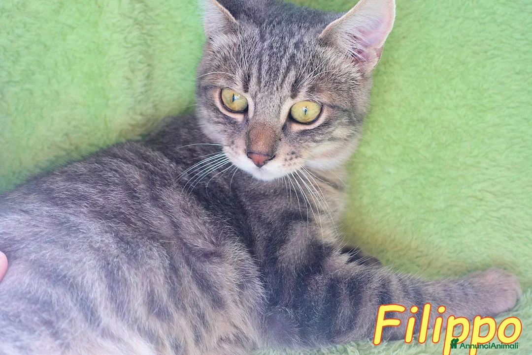Europeo gatti in regalo: FILIPPO IL GATTINO VIAGGIATORE - Annuncio 2