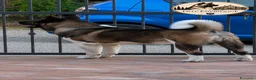 Akita Americano cani in vendita: Cuccioli Akita Americano  - Annuncio 3