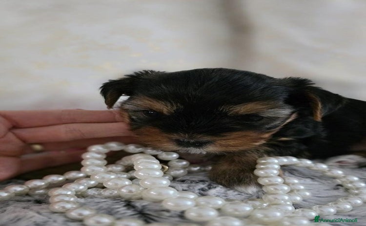 Yorkshire cani - Annuncio 2