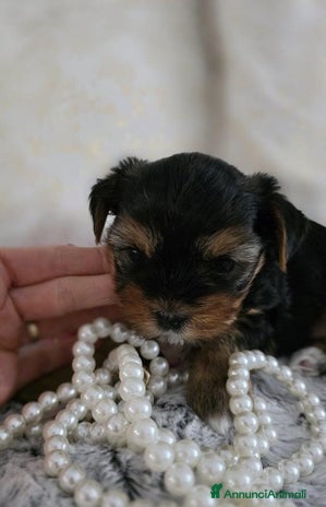 Yorkshire cani - Annuncio 2