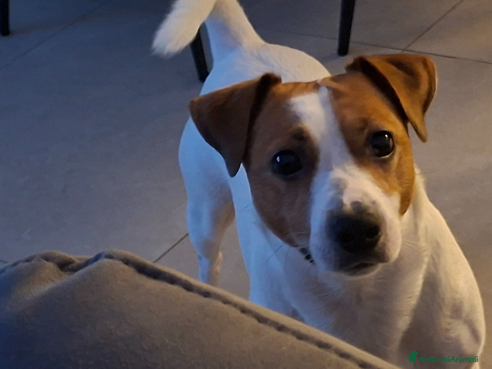 Jack Russell cani Jack anni 2 e mezzo - Annuncio 4