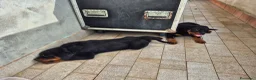 Rottweiler cani in vendita: Vendo cuccioli di Rottweiler - Annuncio 4