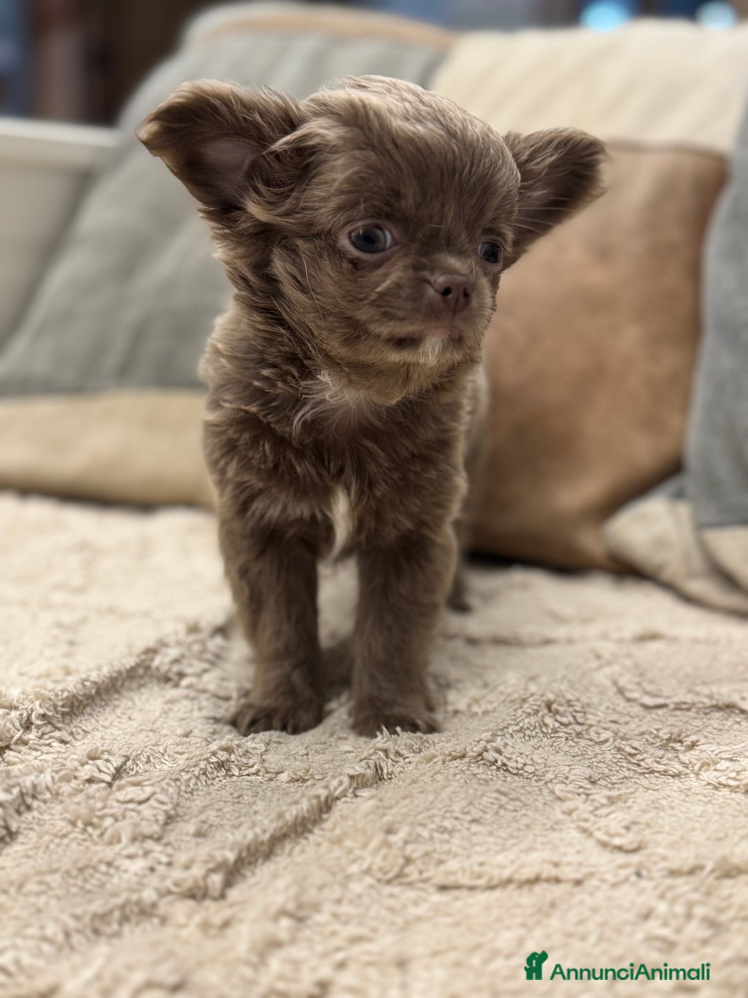 Chihuahua cani in vendita: Cucciola chihuahua pelo lungo lilac - Annuncio 5