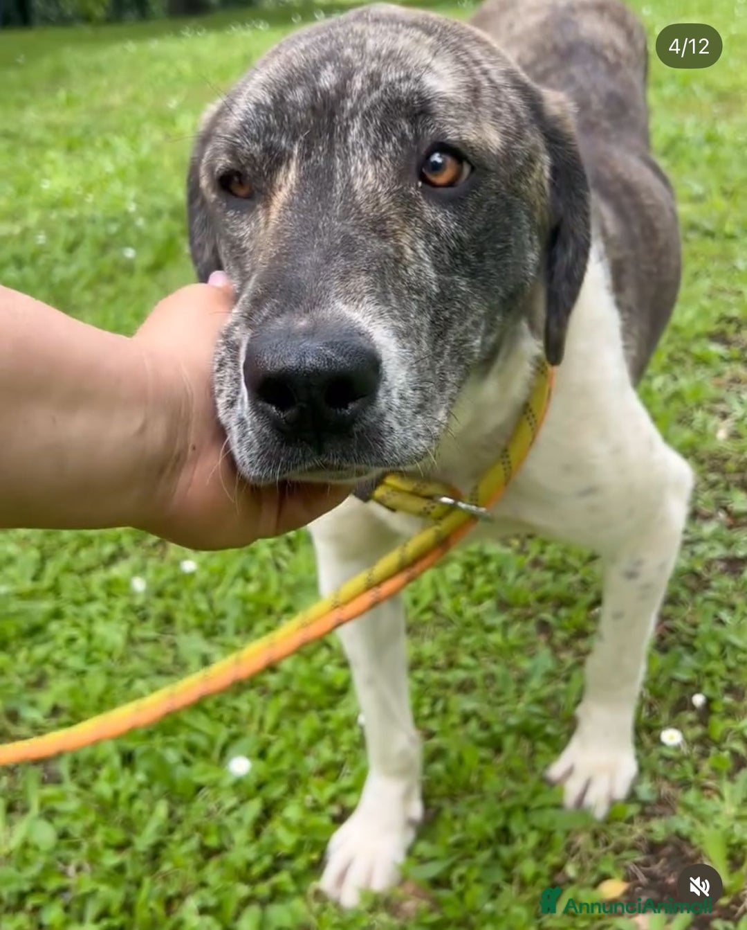 Meticcio cani in regalo: Luna 18mesi tg grande ok gatti rinata! ROMA SOS  - Annuncio 6