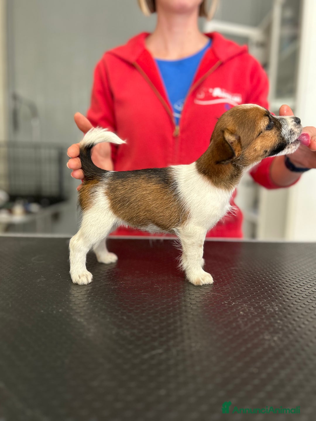 Jack Russell cani in vendita: Cuccioli jack Russell  - Annuncio 4