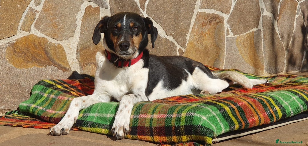 Meticcio cani in regalo: Molly,una timidona piena di amore - Annuncio 3