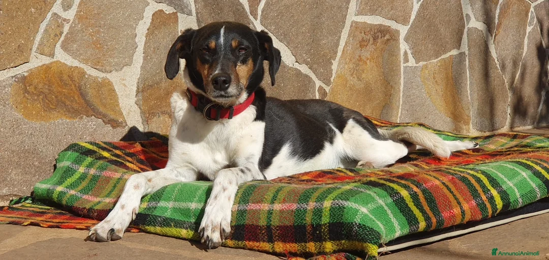 Meticcio cani in regalo: Molly,una timidona piena di amore - Annuncio 3