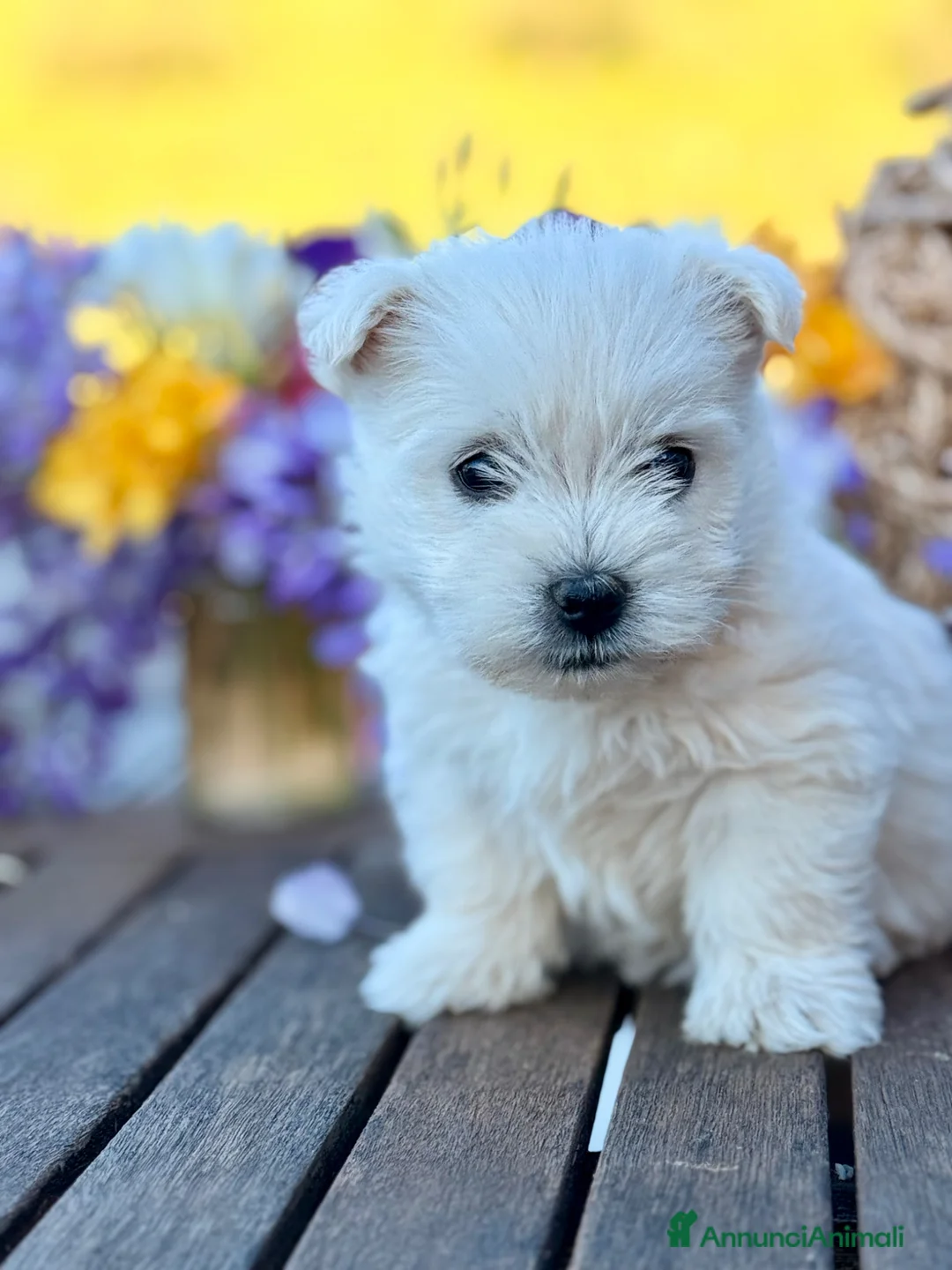 West Highland cani in vendita: Maschio 1 - Annuncio 2