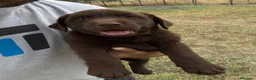 Labrador cani in vendita: Cucciola di Labrador Choco  - Annuncio 5