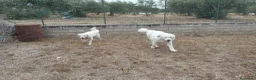 Meticcio cani in vendita: Cuccioli di pastore abruzzese  - Annuncio 2
