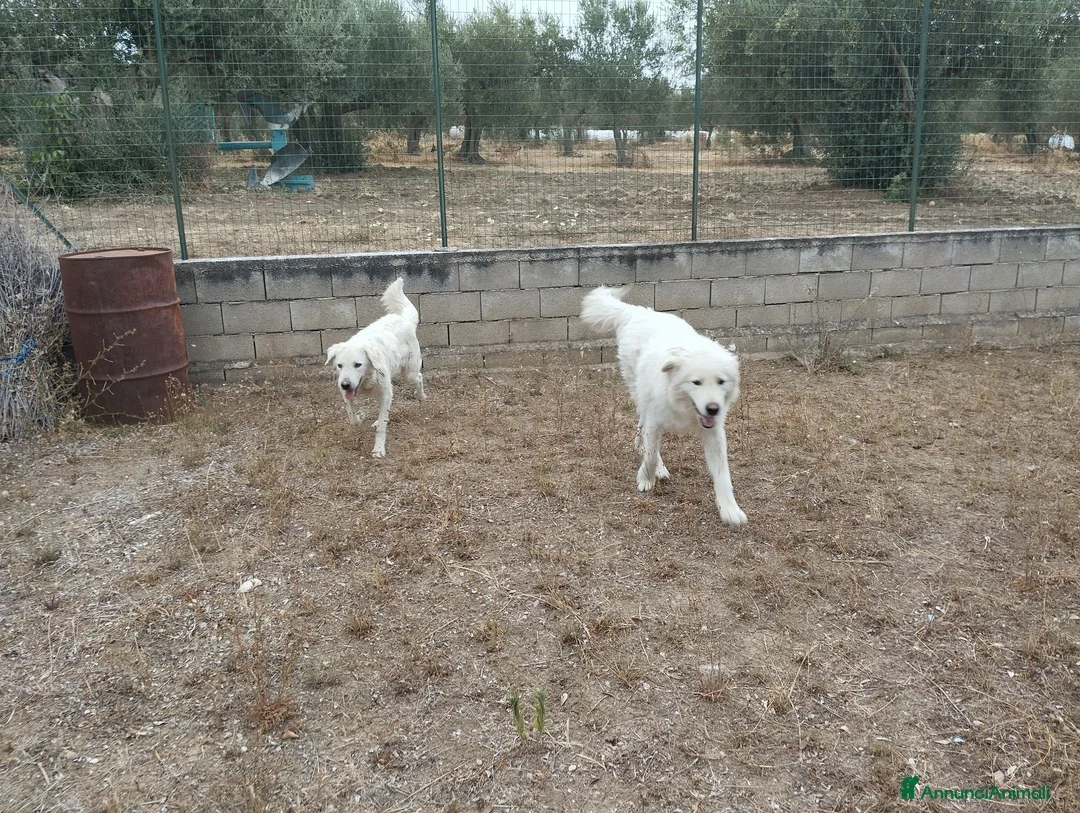 Meticcio cani in vendita: Cuccioli di pastore abruzzese  - Annuncio 2