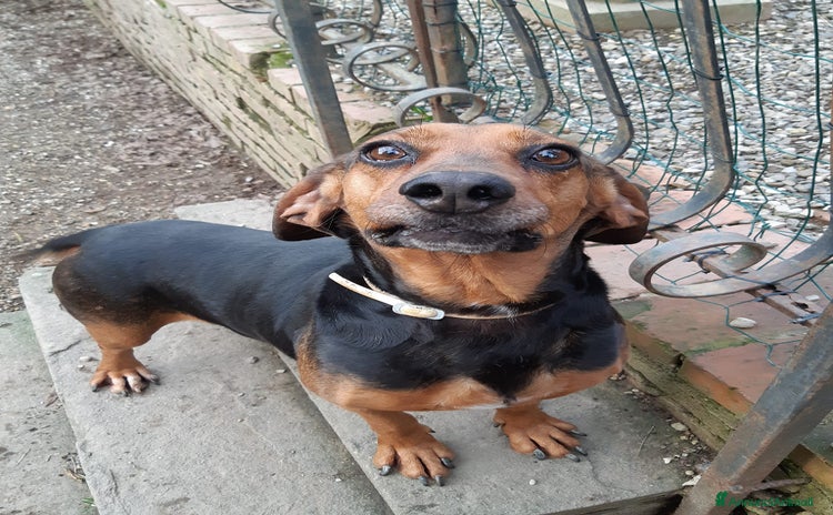 Meticcio cani - Annuncio 14