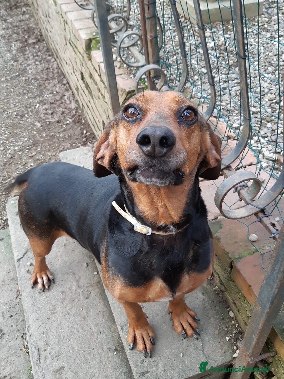 Meticcio cani in regalo: PIPPO, buffo nanetto invisibile. - Annuncio 1