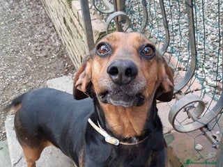 Meticcio cani PIPPO, buffo nanetto invisibile. - Annuncio 7