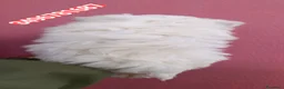 Maltese cani in vendita: MALTESE meraviglioso batuffolino  - Annuncio 3
