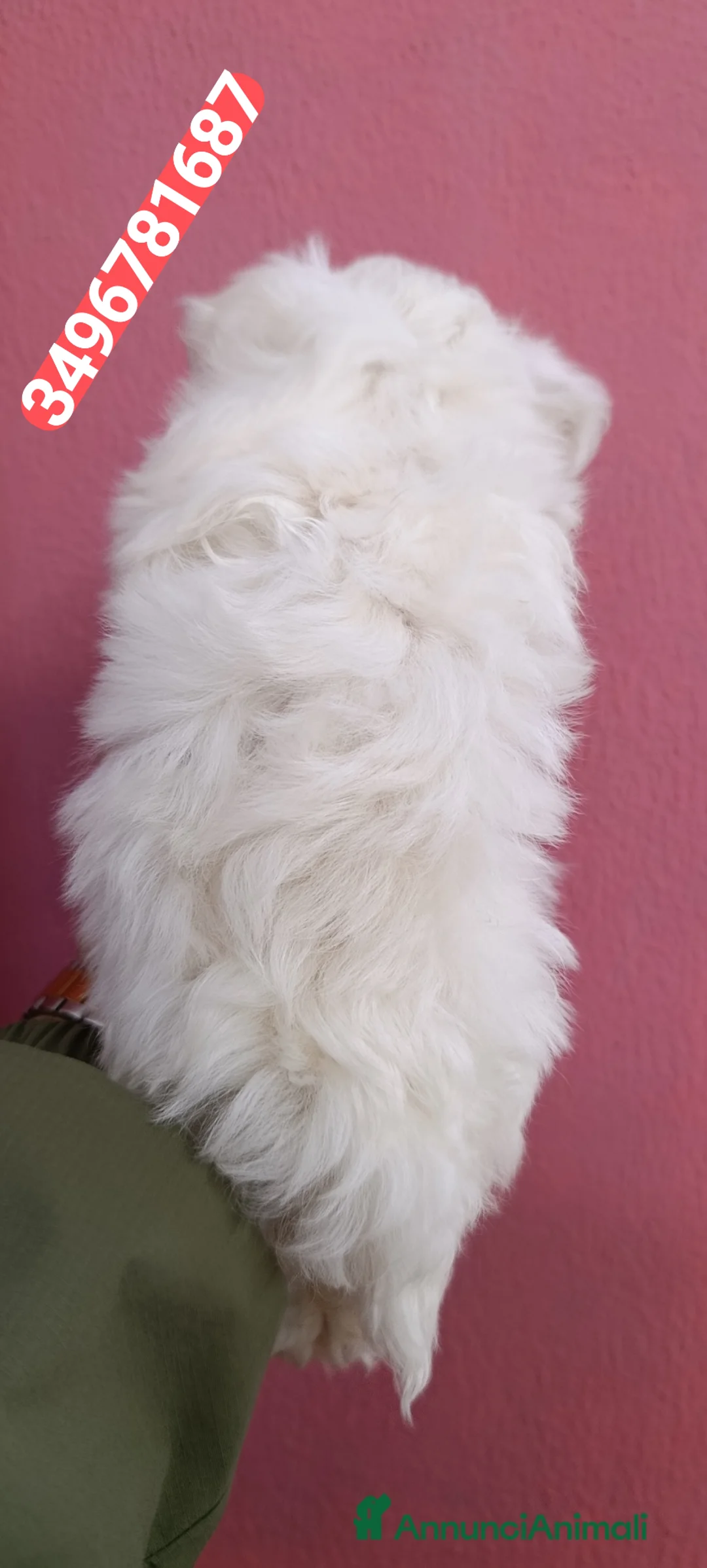 Maltese cani in vendita: MALTESE meraviglioso batuffolino  - Annuncio 3