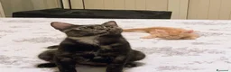 Meticcio gatti in regalo: MIA, 9 mesi, già sterilizzata, negativa FIV FELV  - Annuncio 2