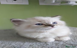 Ragdoll gatti in vendita: Cuccioli Ragdoll a Provincia di Bergamo - Immagine 22