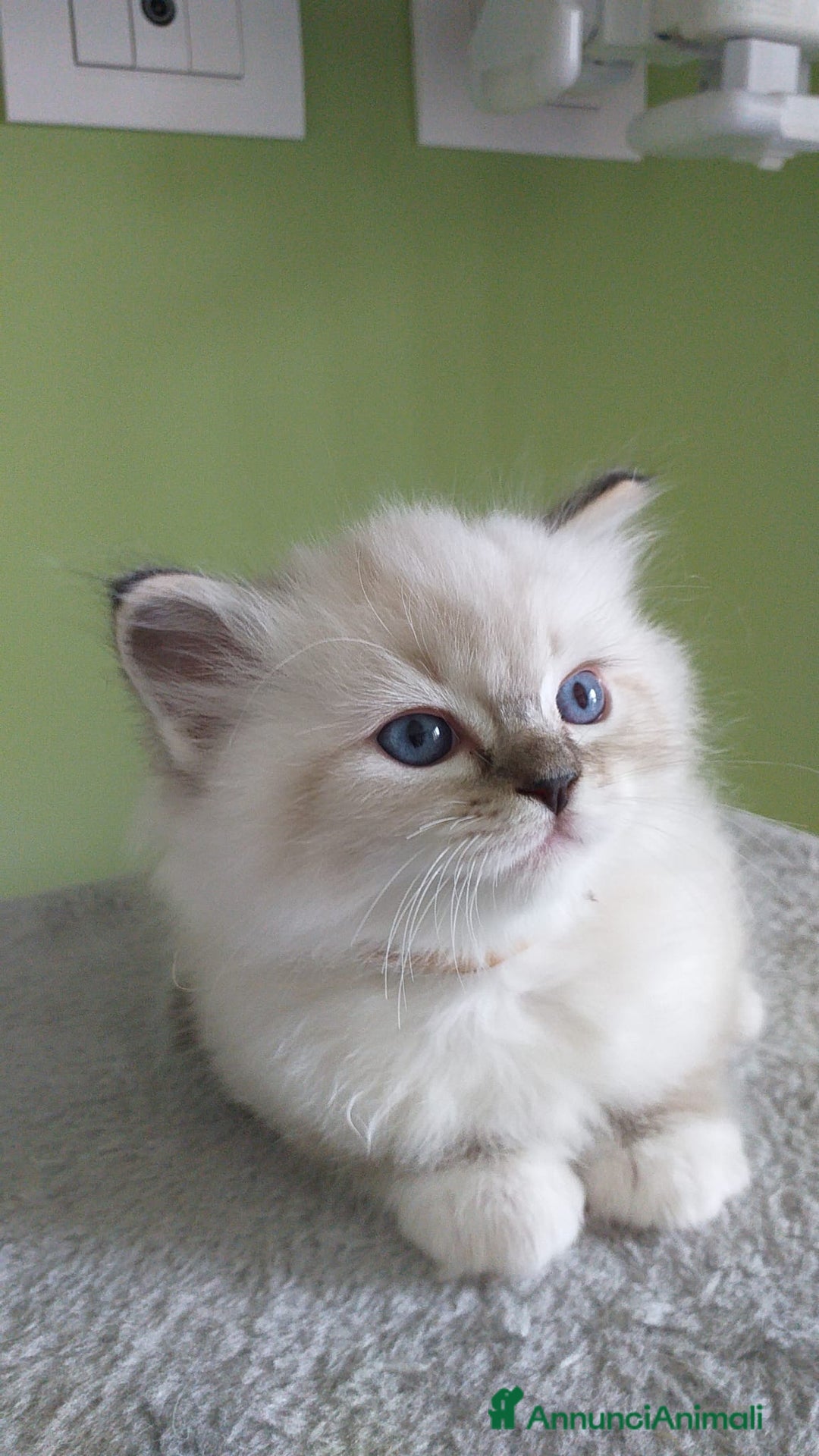 Ragdoll gatti in vendita: Cuccioli Ragdoll a Provincia di Bergamo - Immagine 22