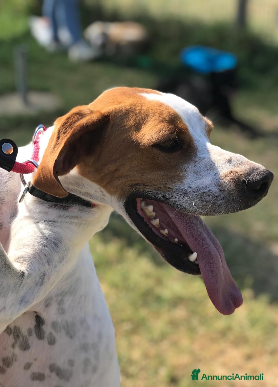 Breton cani in regalo: PUCK, bretoncino bianco/arancio in adozione a Provincia di Latina - Annuncio 1