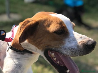 Breton cani PUCK, bretoncino bianco/arancio in adozione a Provincia di Latina - Annuncio 3