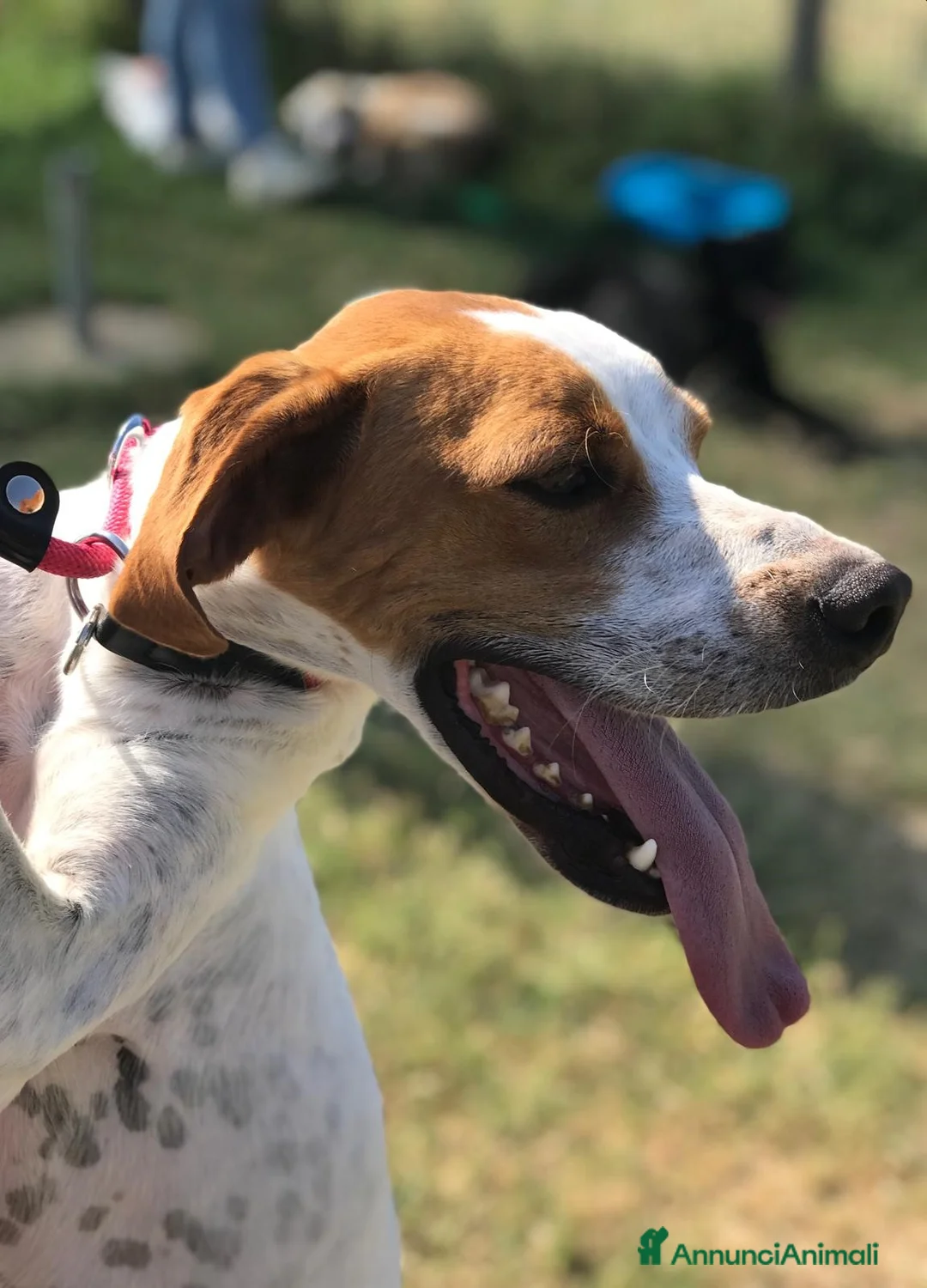 Breton cani in regalo: PUCK, bretoncino bianco/arancio in adozione a Provincia di Latina - Annuncio 1