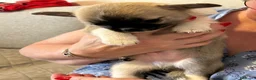 Chihuahua cani in vendita: chihuahua  a Città metropolitana di Milano - Annuncio 4
