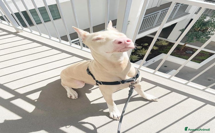 Dobermann cani - Annuncio 9